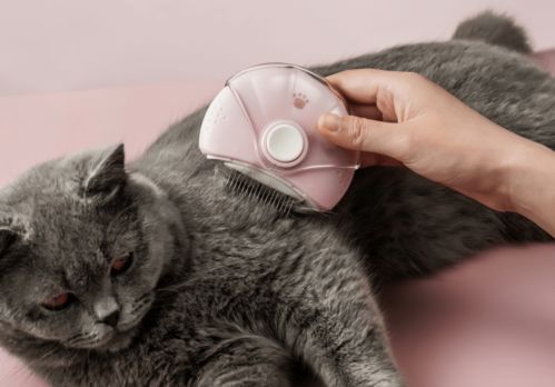 同萌会专供 猫咪用品选购指南与猫猫零食精选