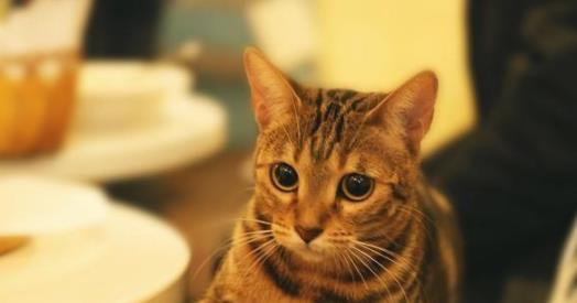猫咪居家护理指南 常见病预防与零食的智慧选择