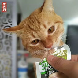 「毛孩狂欢」新品秒杀，零食上新！主子们冲鸭！
